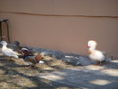DSCN8966