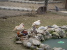 DSCN8979