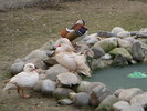 DSCN8986