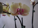 Orhidee phale 10 mart 2011 (2)