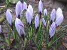 Crocusi 11 mart 2011