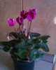 cyclamen