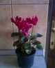 cyclamen rosu