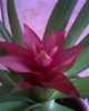 Guzmania