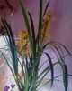 orhidee cymbidium