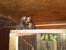 marmoset3