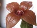 Duvaliandra dioscoridis 4 petale (4)
