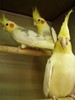 3 papagali vorbareti 2 femele si un mascul  costa 5 poze glitery Justin BiBer