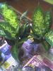 diffenbachia pitica