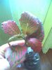 fittonia(planta care lesina)