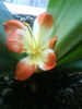 Clivia