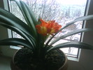 Clivia