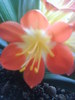 Clivia