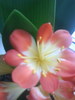 Clivia