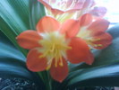 Clivia