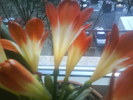 Clivia