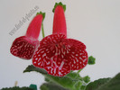 Kohleria Birgitta 10