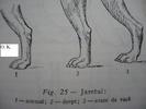 jaretul