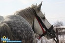 2-expozitie-de-cai-sibiu-2010-913801479[2]