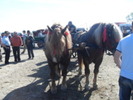 14277972_EZAOWGGEE