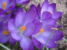 Crocusi 12 mart 2011 (3)