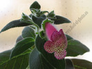 Kohleria Yf\'s Tova 1