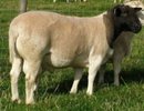 dorperschaf02