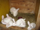 mähringer-hase 032