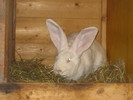 campioana nationala -Wels 2011
