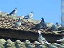 la soare