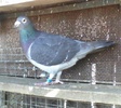 mascul 2008