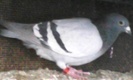 mascul 2010