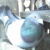 mascul
