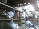 in grup