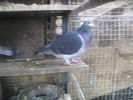 mascul 2010