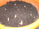irisii