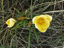 Crocus Geel Jaune Yellow in 12 martie 2011