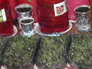 petunii in 12 martie 2011
