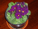 primula in 5 martie 2011