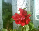 Imag005