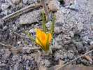 brandusa(crocus hibride)