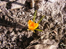 brandusa(crocus hibride)