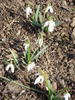 Snowdrops (2011, March 11)