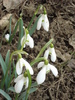Snowdrops (2011, March 12)