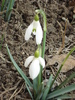 Snowdrops (2011, March 12)