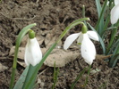 Snowdrops (2011, March 12)