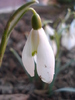 Snowdrop (2011, March 15)