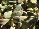 Aloinopsis rubrolineata  