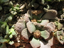 Aloinopsis rubrolineata  