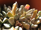 Aloinopsis orpenii